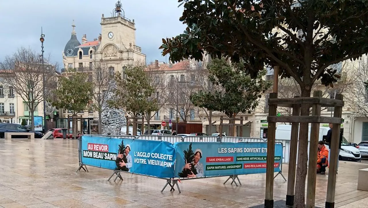 L’agglomération Béziers Méditerranée collecte les vieux sapins de Noël