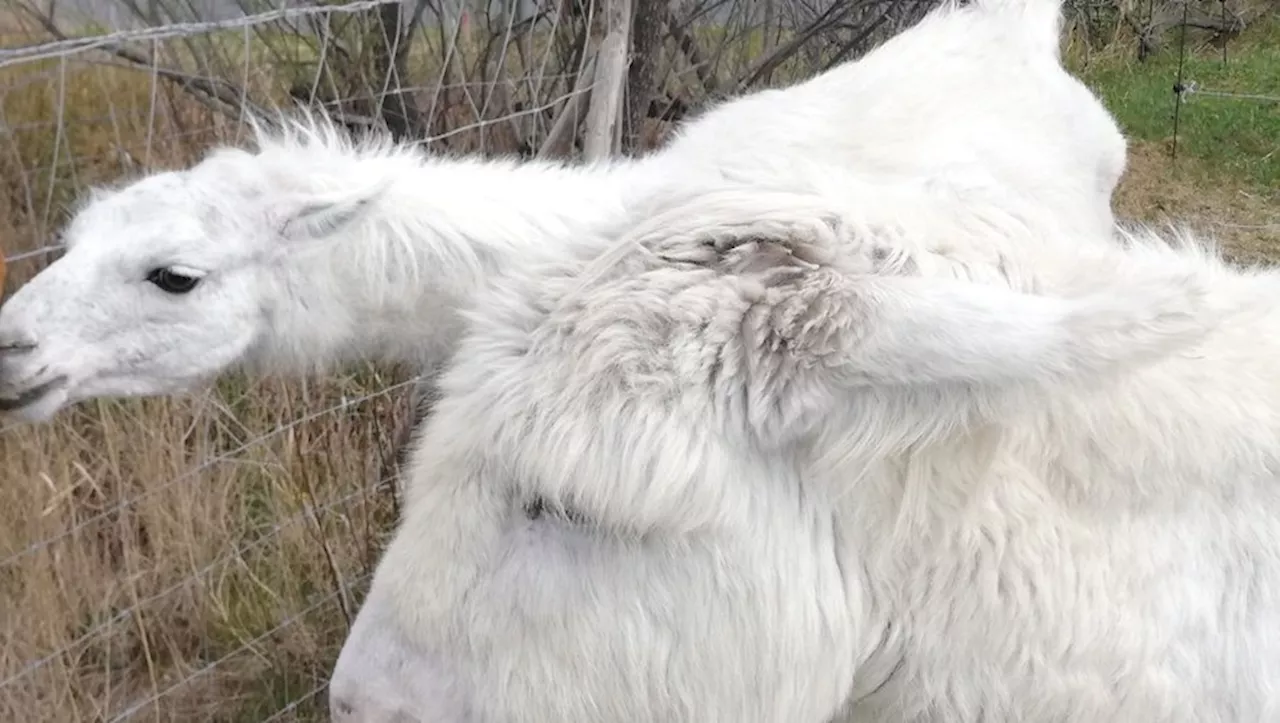 Mort tragique d'une ânesse sur une exploitation agricole près de la Tamarissière