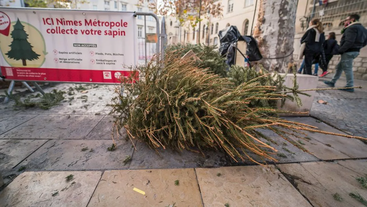 Nîmes Métropole Propose à nouveau des 'Parcs à Sapins' pour Recycler les Sapins de Noël