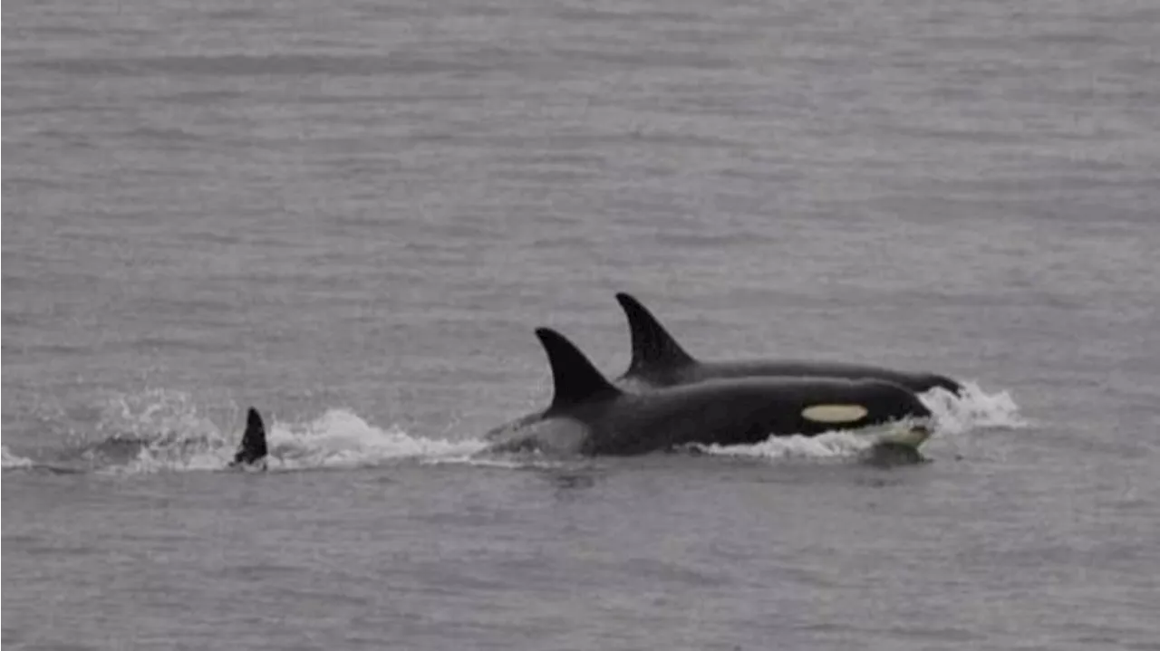 ‘It’s up to us:’ Researchers voice concerns over survival of new orca calf