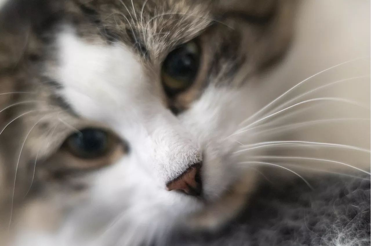 Pet Food Recalled After Cat Dies from Bird Flu Contamination