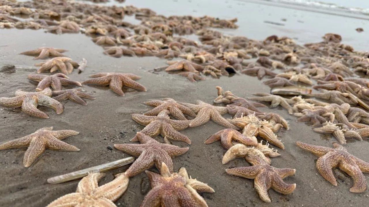 Zeesterren spoelen aan op Nederlandse stranden