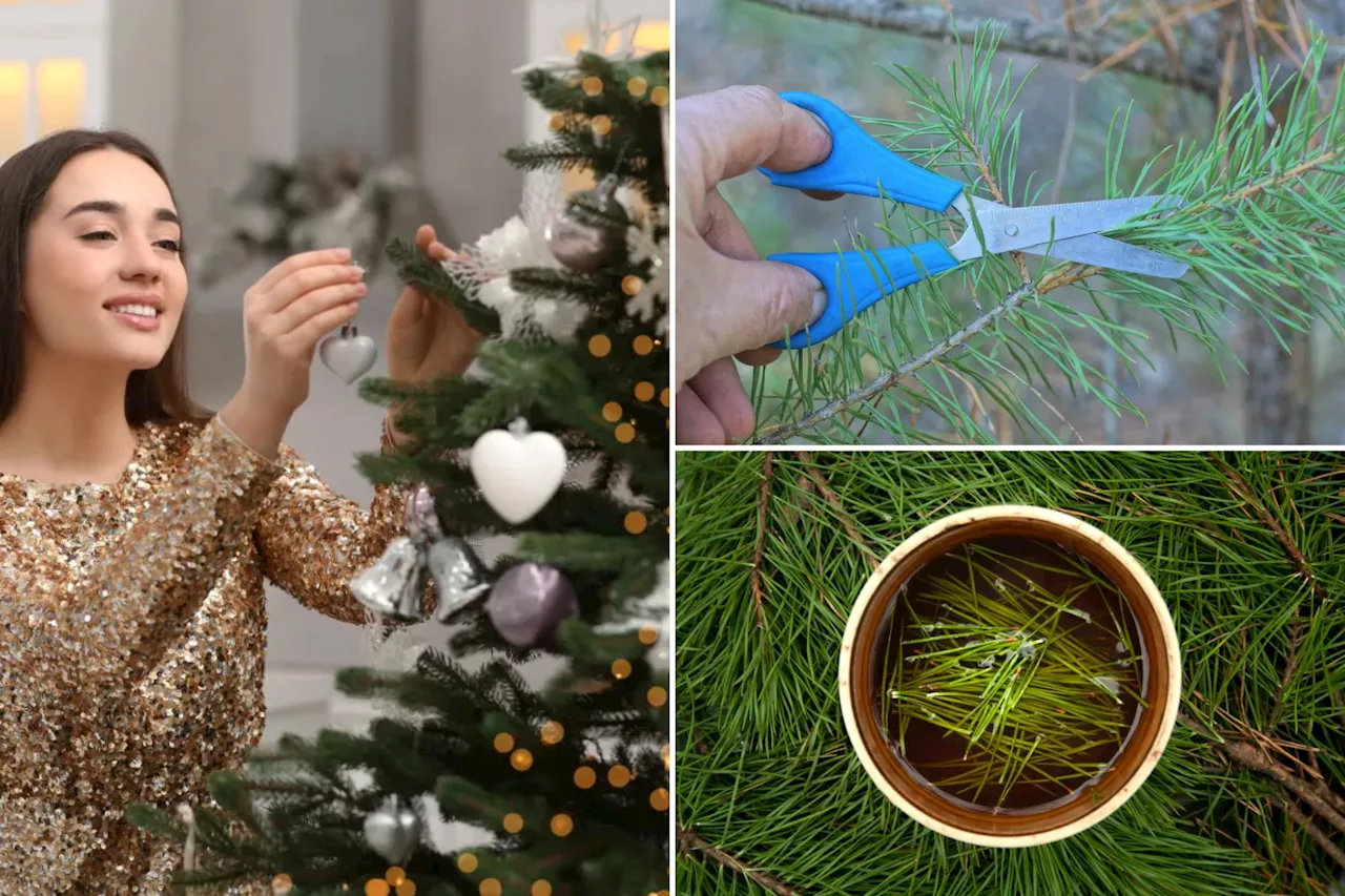 Can you eat your leftover Christmas tree? These are the health benefits of 'pine needle tea'