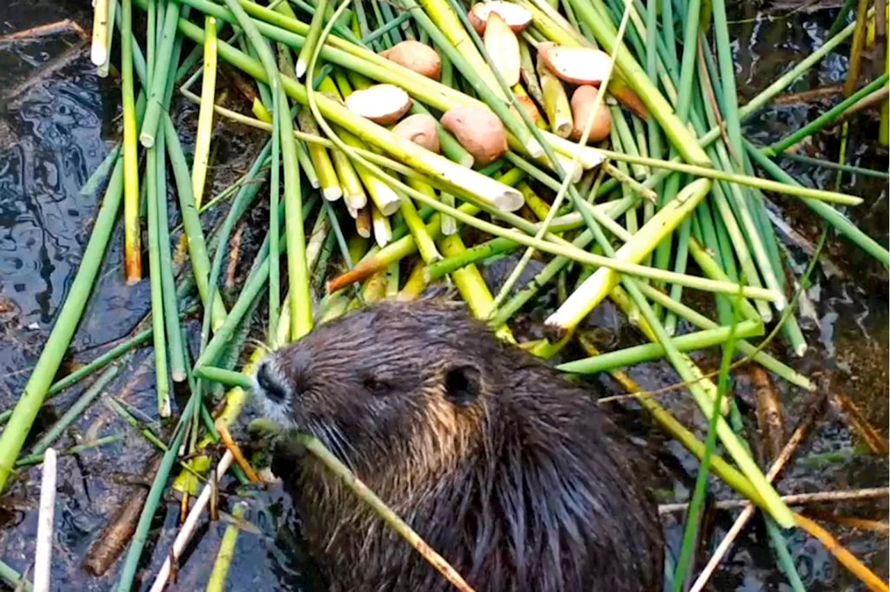 California Battles Invasive Nutria Threatening Wetlands