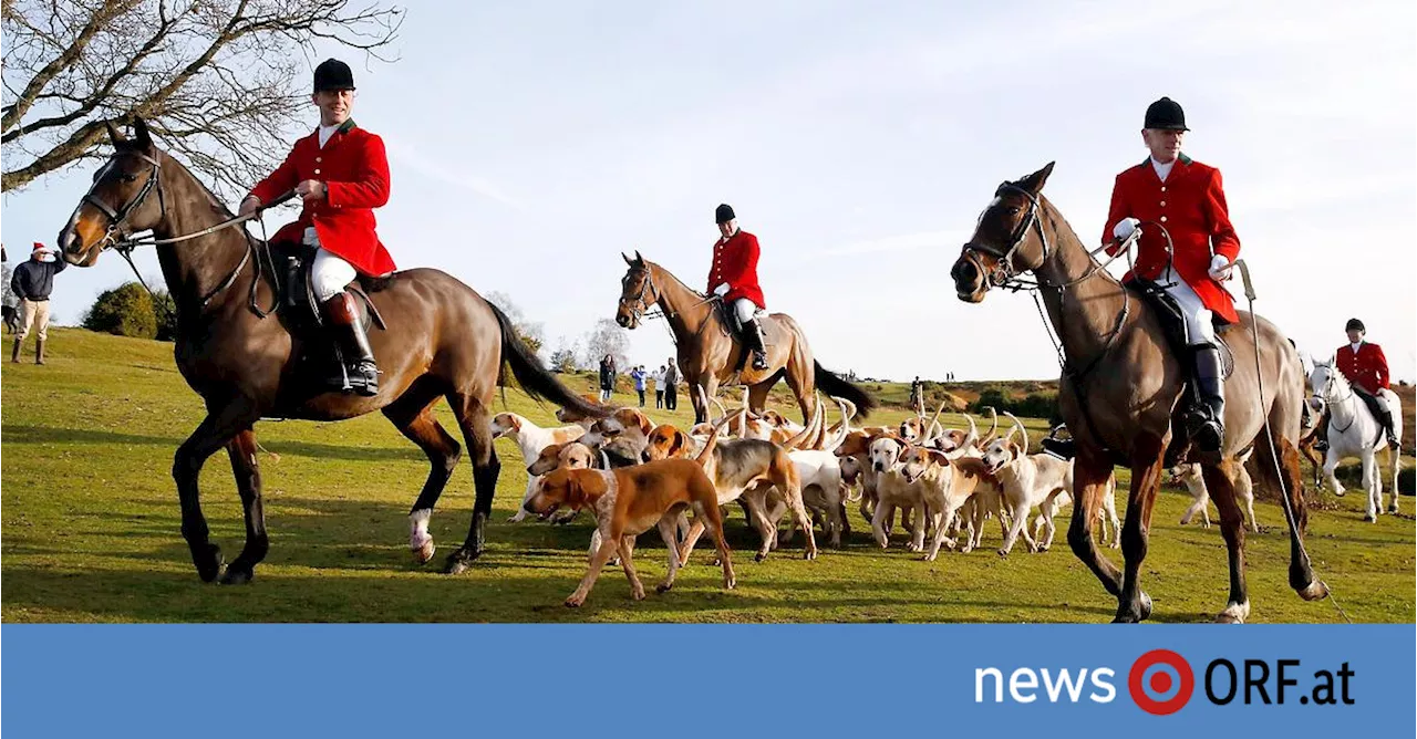 Großbritannien: Streit über traditionelle Jagd kocht hoch