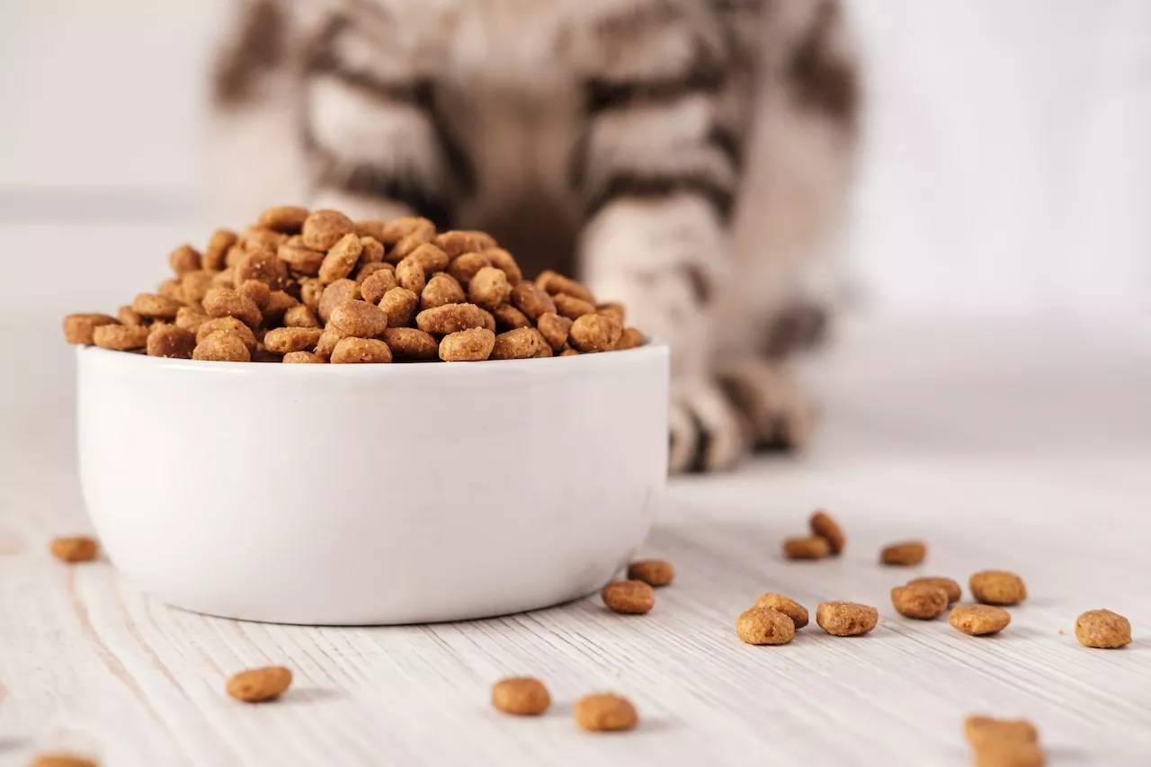 Cat food recalled for bird flu contamination after pet dies: Here’s what to know