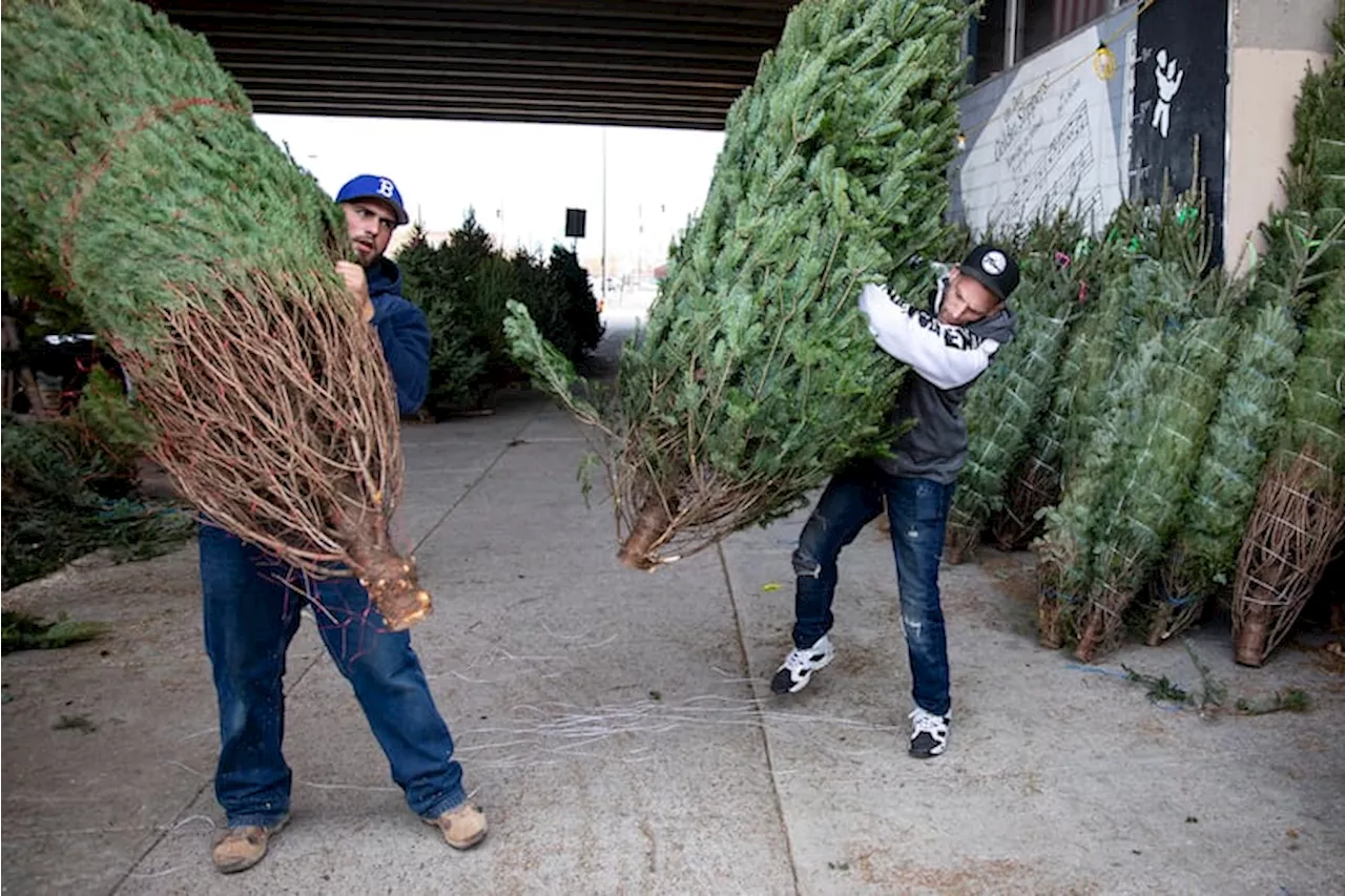 Recycle your Christmas tree into goat food or wood chips for playgrounds at these local orgs