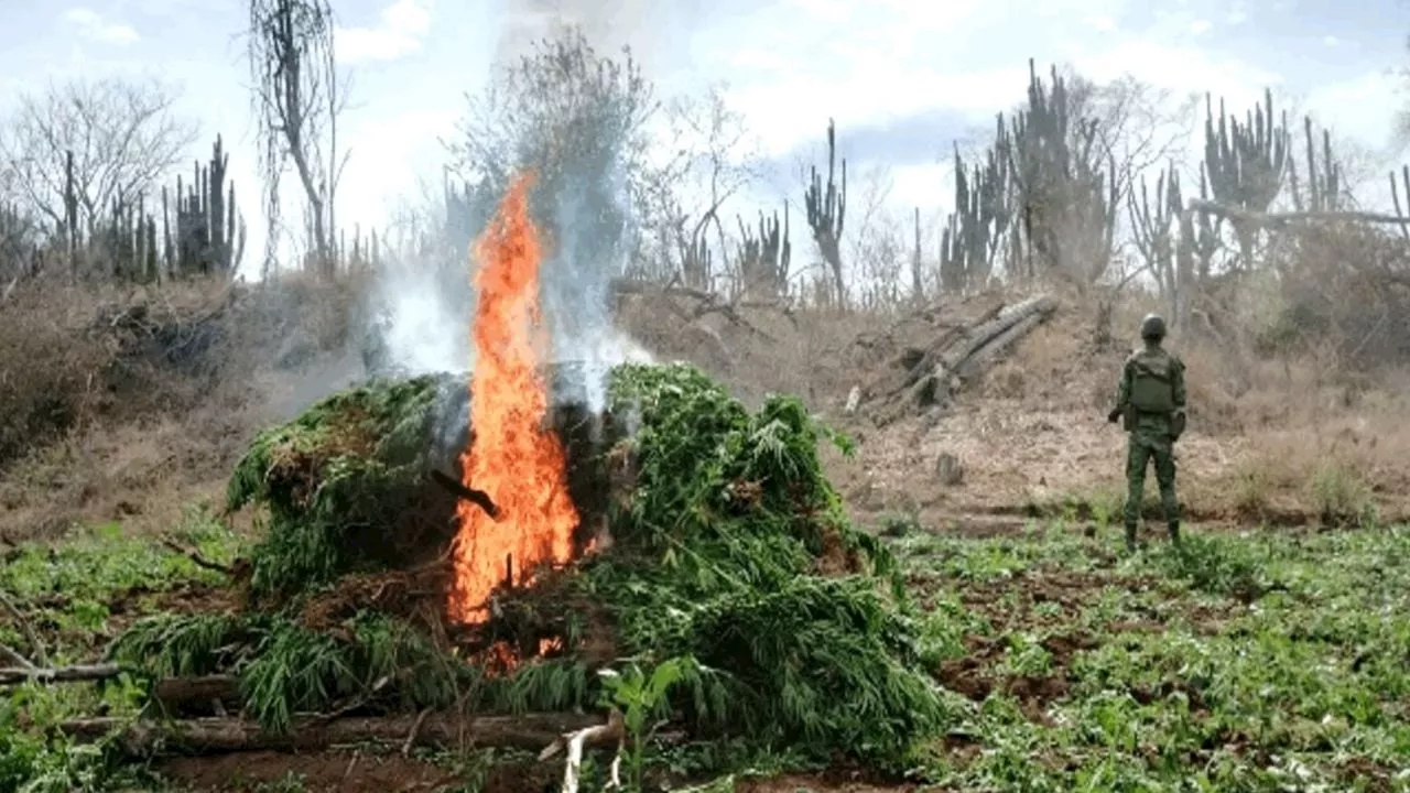 Ejército Mexicano destruye plantíos de mariguana Sinaloa, Chihuahua, Durango y Guerrero