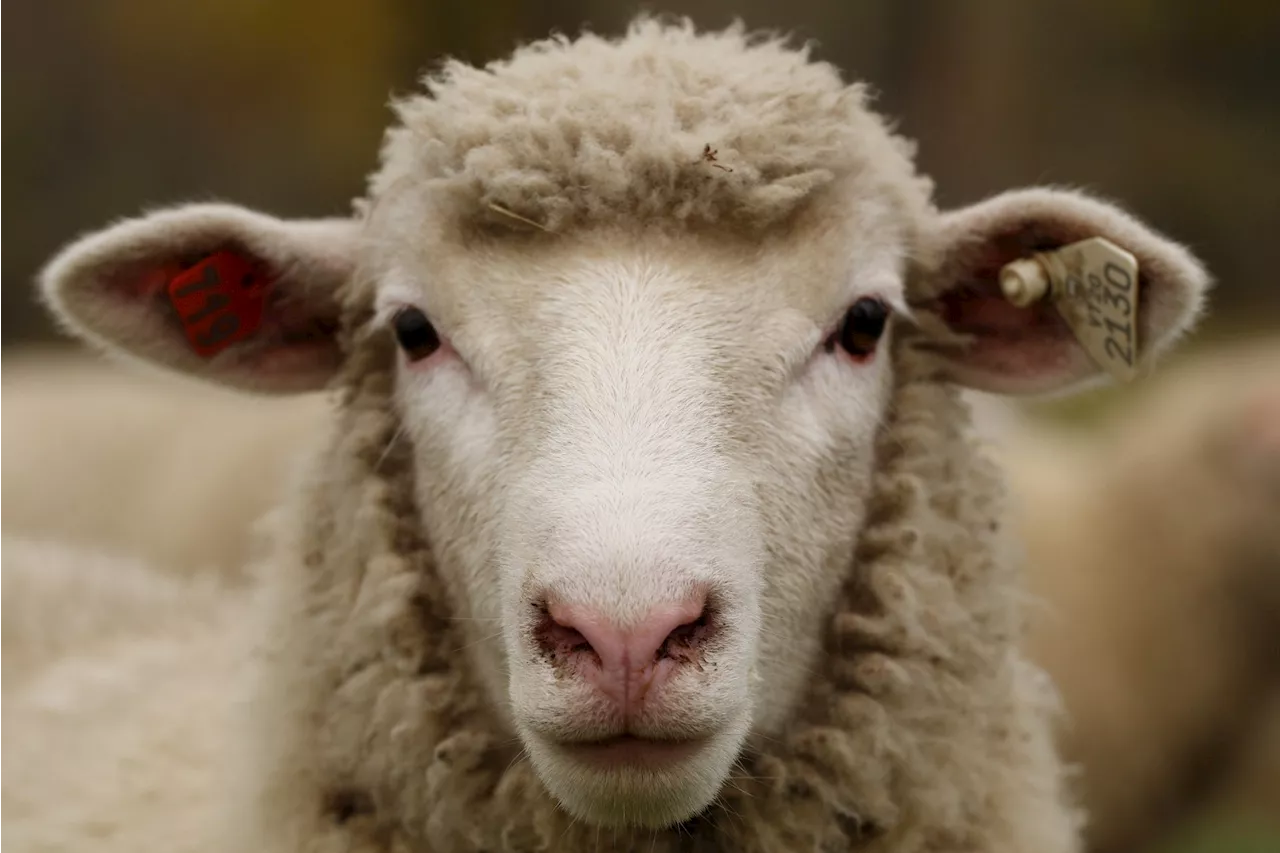 Bretagne : 700 moutons volés en 12 ans dans une ferme, les éleveurs sont à bout