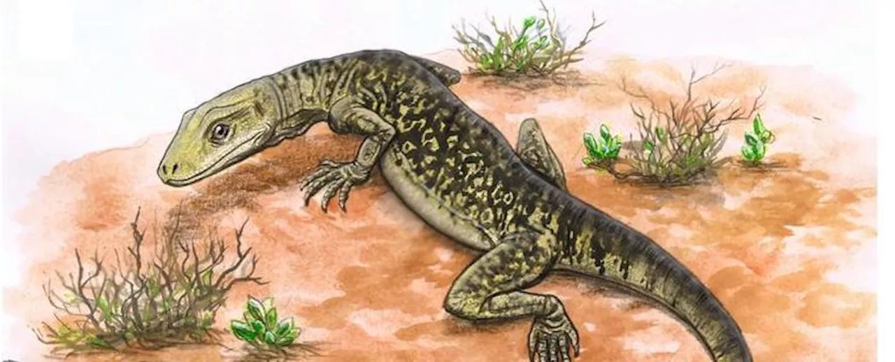 World's Oldest Known Lizard Finally Finds Its Place in Family Tree