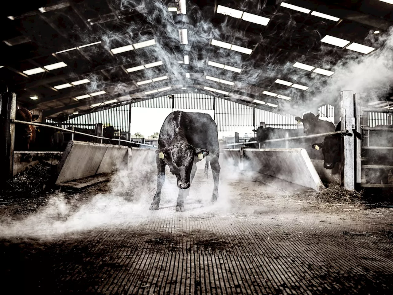 A Day in the Life of a Shropshire Wagyu Beef Farmer Over Christmas