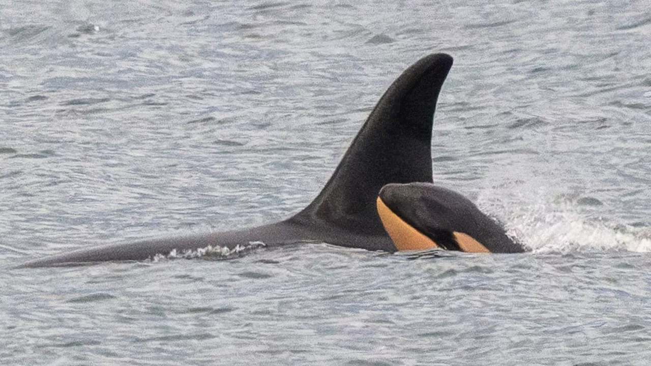 Grieving Orca Mother Gives Birth to New Calf