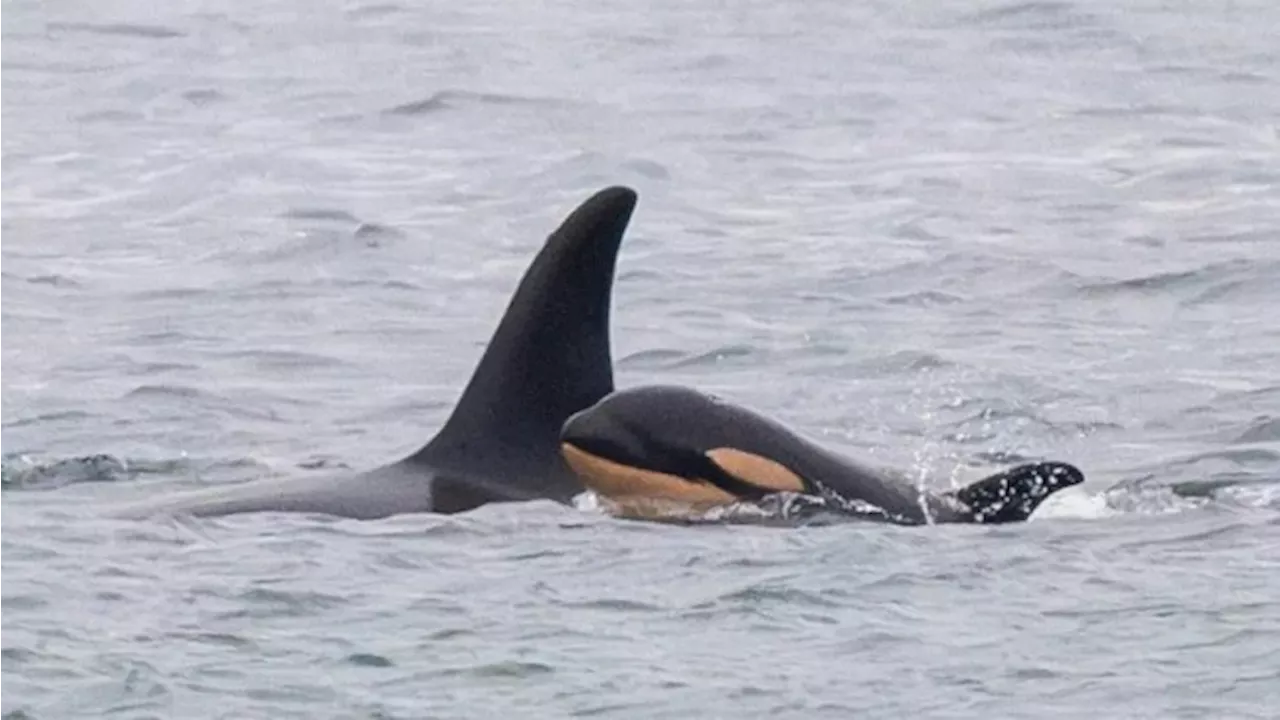 Killer whale mum who carried her dead baby for 17 days gives birth to new calf