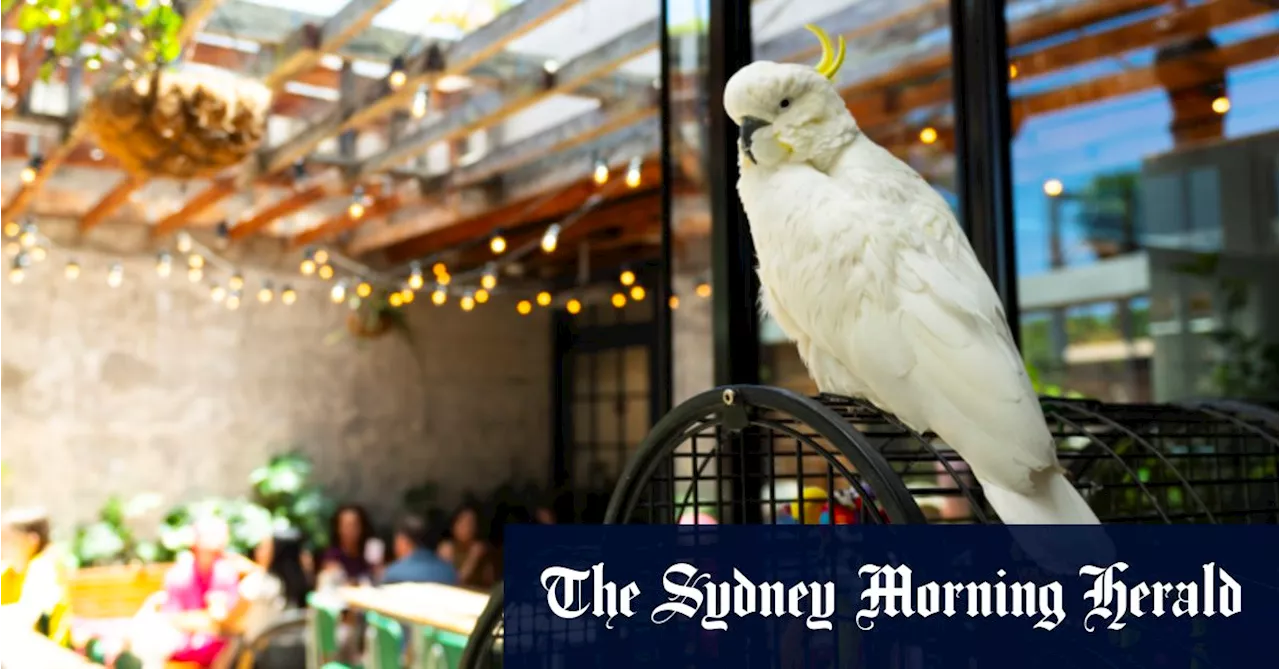 Local Cockatoo Finds New Home at Petersham Pub