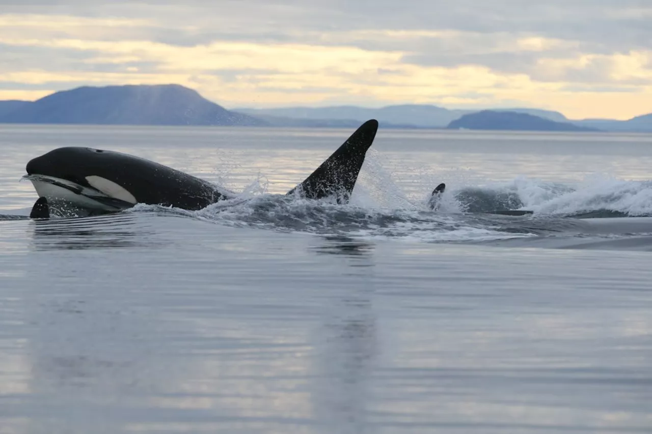 Killer Whales Move Into Arctic Waters, Raising Concerns