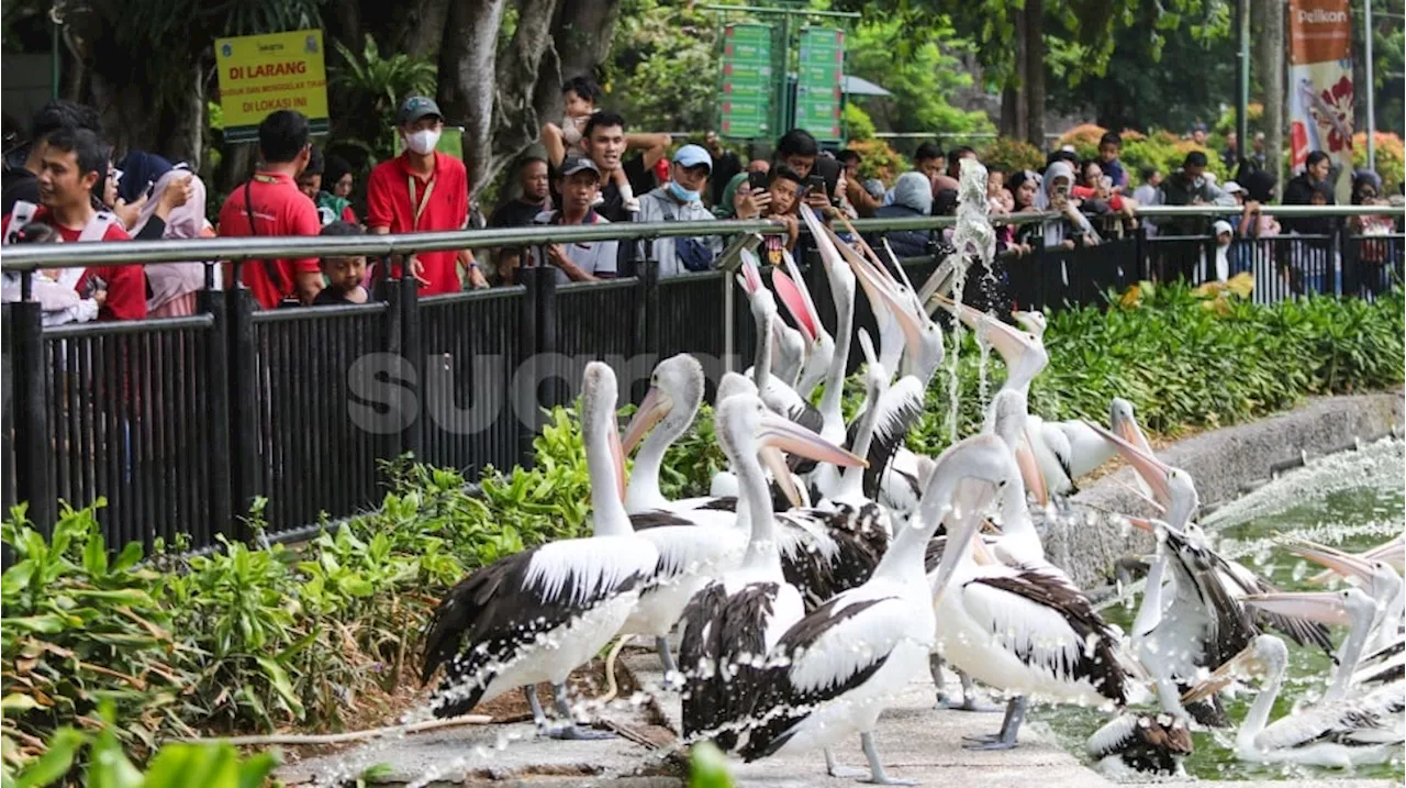 Diguyur Hujan, Pengunjung Taman Margasatwa Ragunan Tidak Capai Target Saat Libur Natal