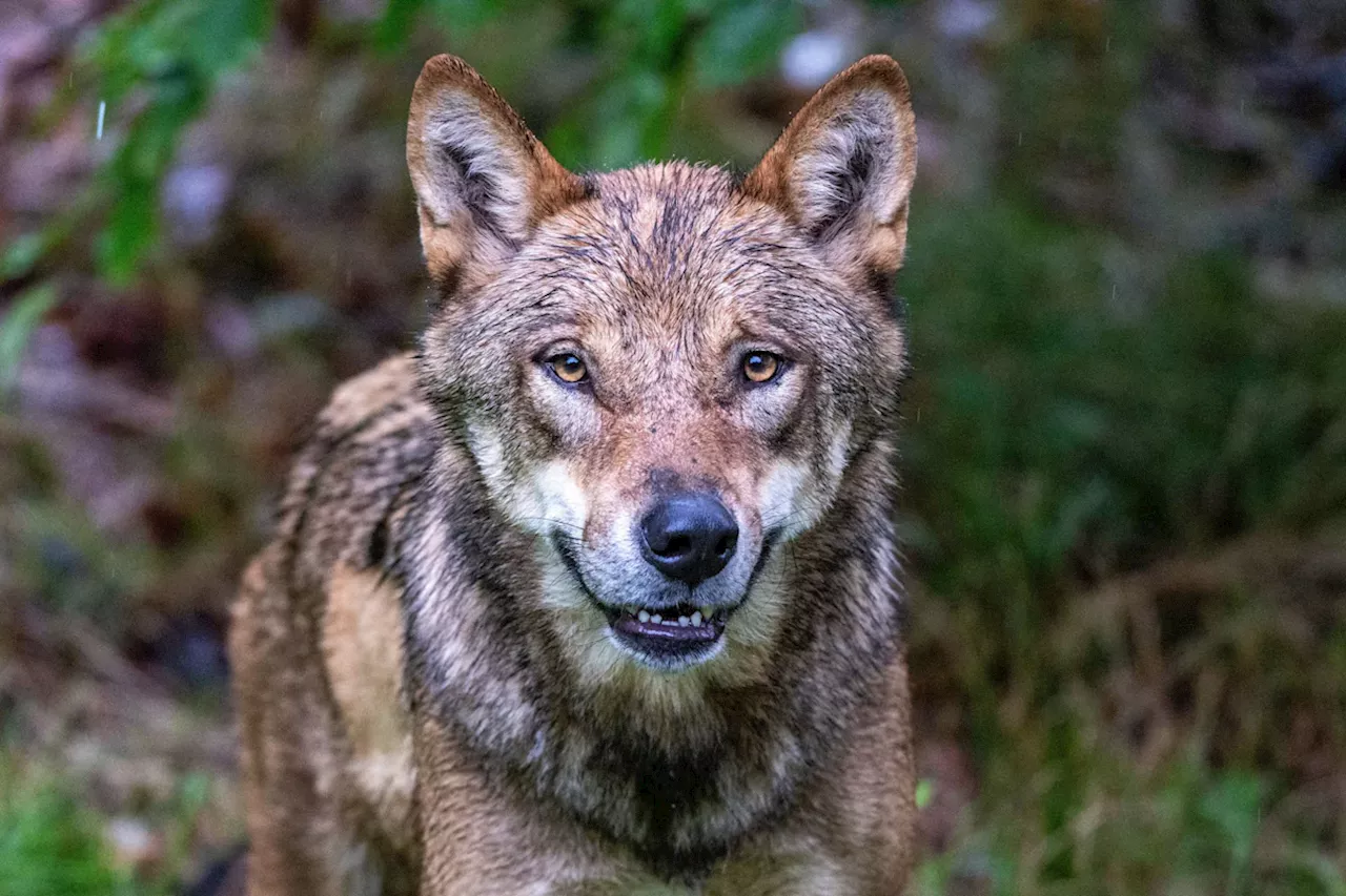 Wiederansiedlung der Wölfe in Bayern: Neun Rudel, ein Paar, drei Einzeltiere