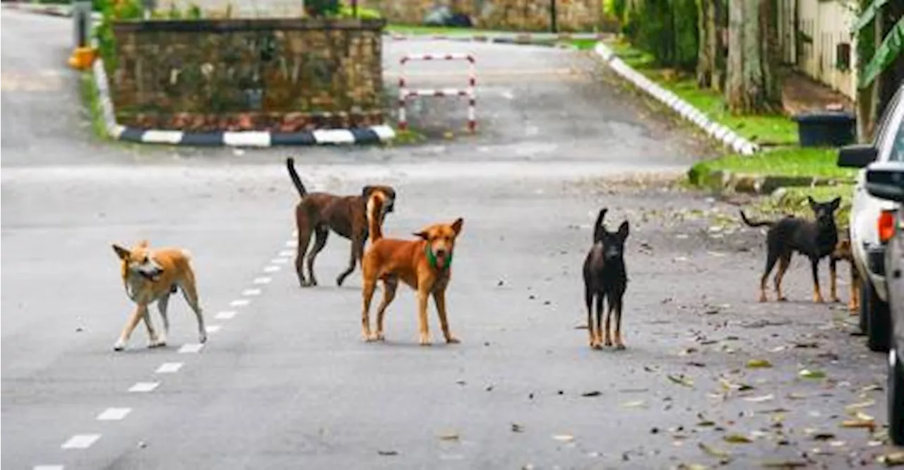 Stray Dogs Portrayed as Menace in Textbook Sparks Controversy