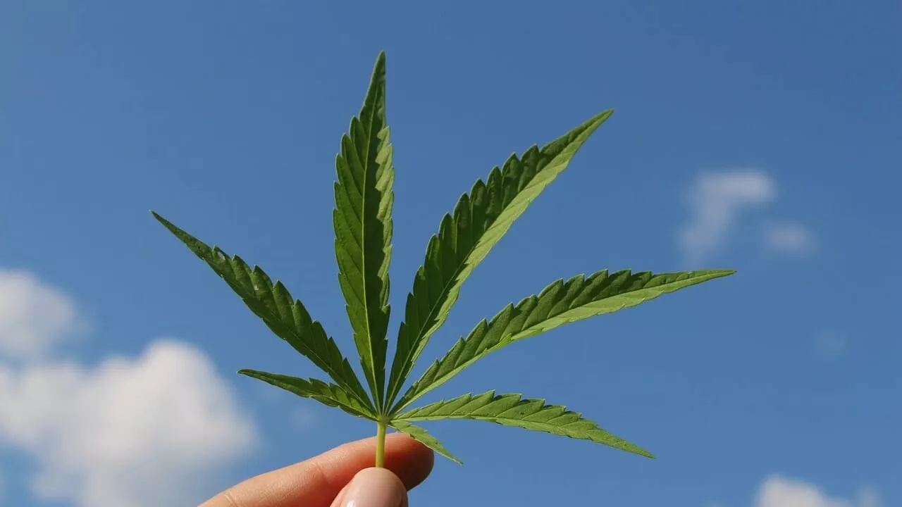 Cannabis e Invecchiamento: Nessun Impatto Negativo sul Declínio Cognitivo