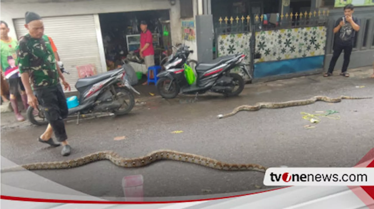 3 Ular Sanca Kembang Ditemukan di Sidoarjo Akibat Luapan Sungai