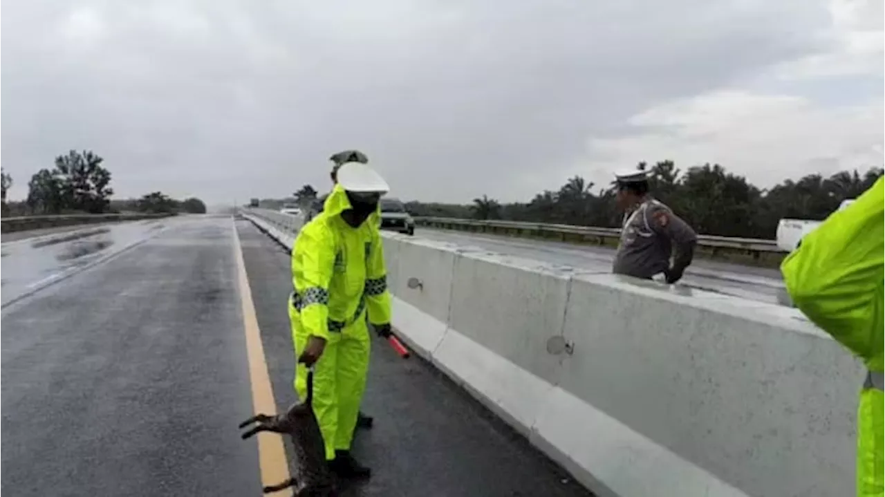 Macan Ditemukan Tewas di Ruas Tol Dumai-Pekanbaru