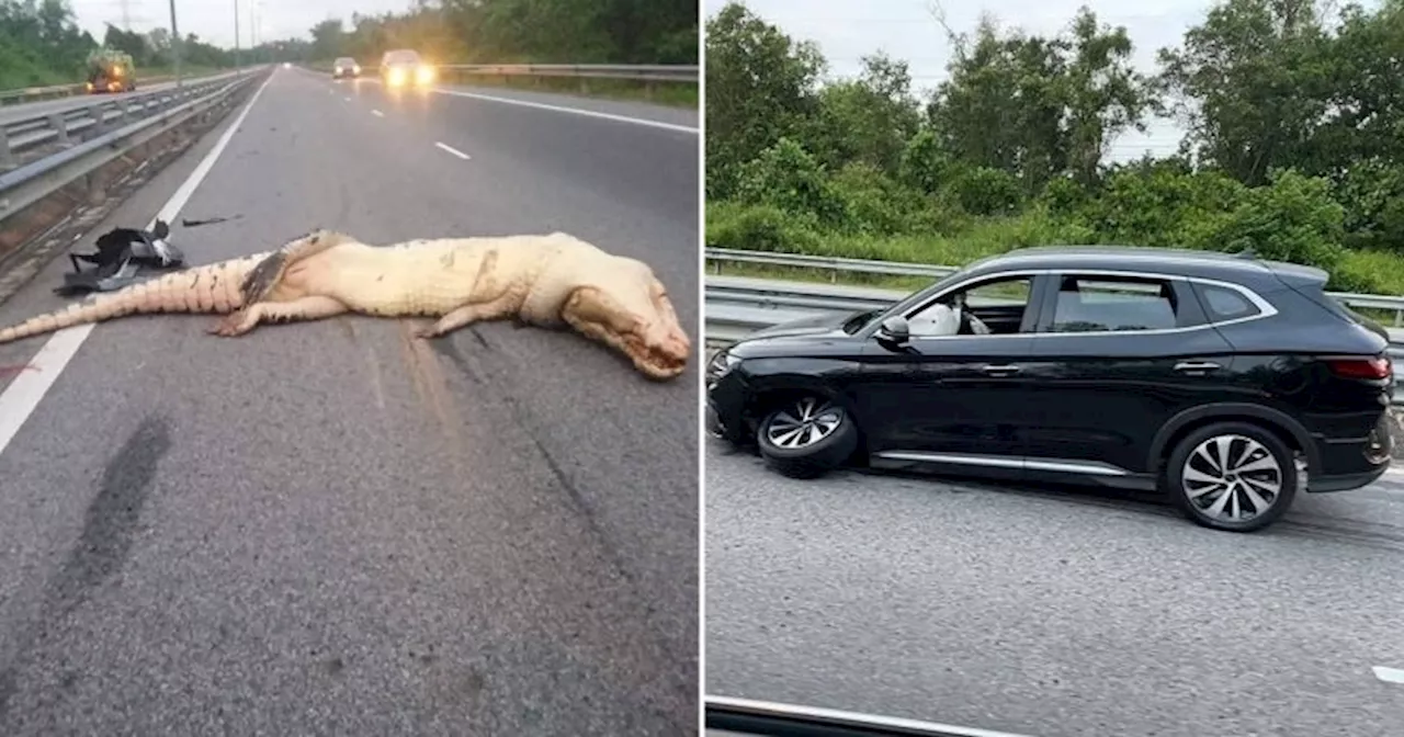 Hybrid SUV Crashes Into Massive Crocodile in Brunei