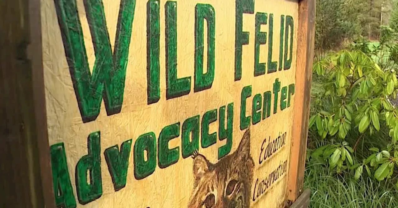 Bird flu kills 20 wild cats at a sanctuary in Washington