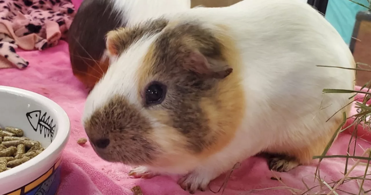 San Diego Humane Society Seeks Homes for 135 Guinea Pigs