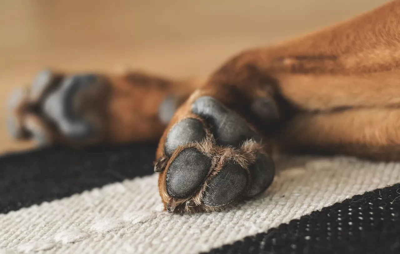 Les animaux ont-ils une préférence pour un côté ? 