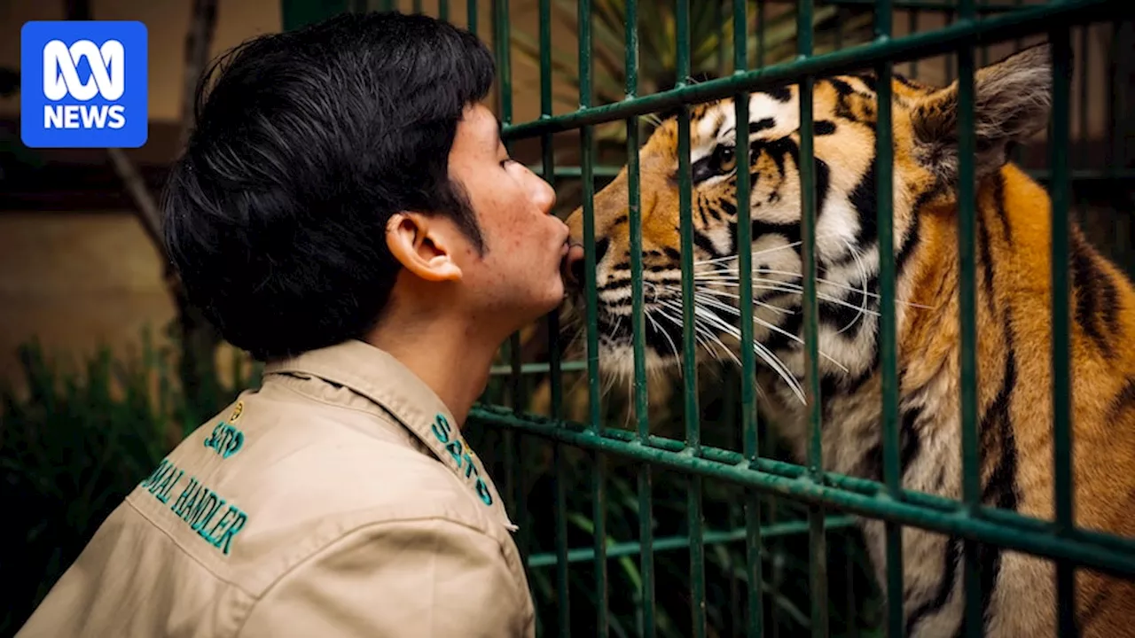 Indonesia's 'Tiger King' Faces Backlash Over Cub Deaths