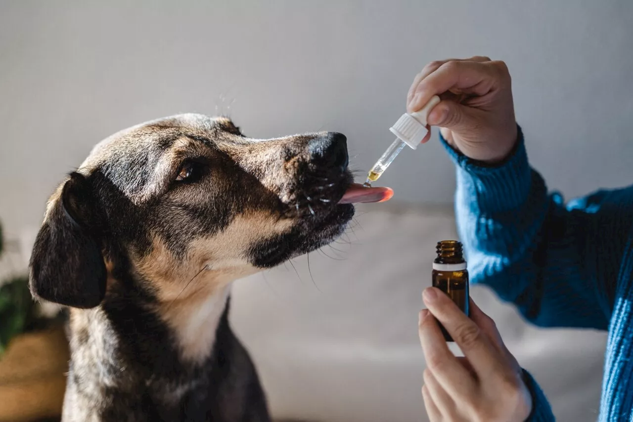 Animaux : attention, certains de nos médicaments sont toxiques pour les chiens et chats