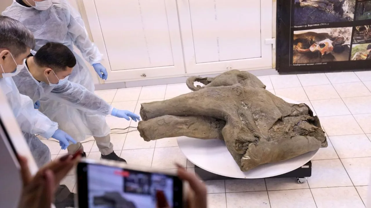 Remains of 50,000-year-old baby mammoth found in Siberia