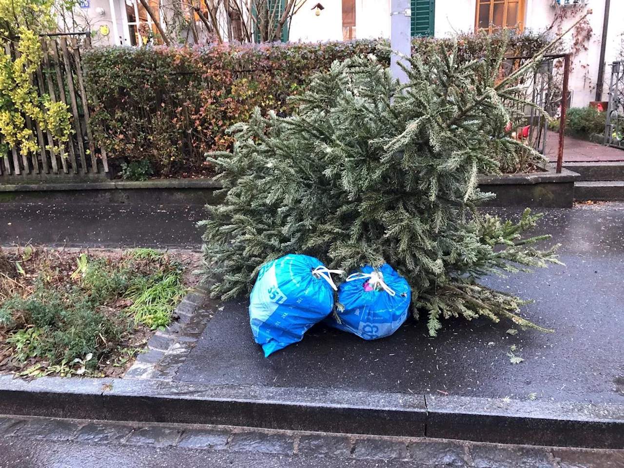 Basel Entsorgt Weihnachtsbäume Kostenlos
