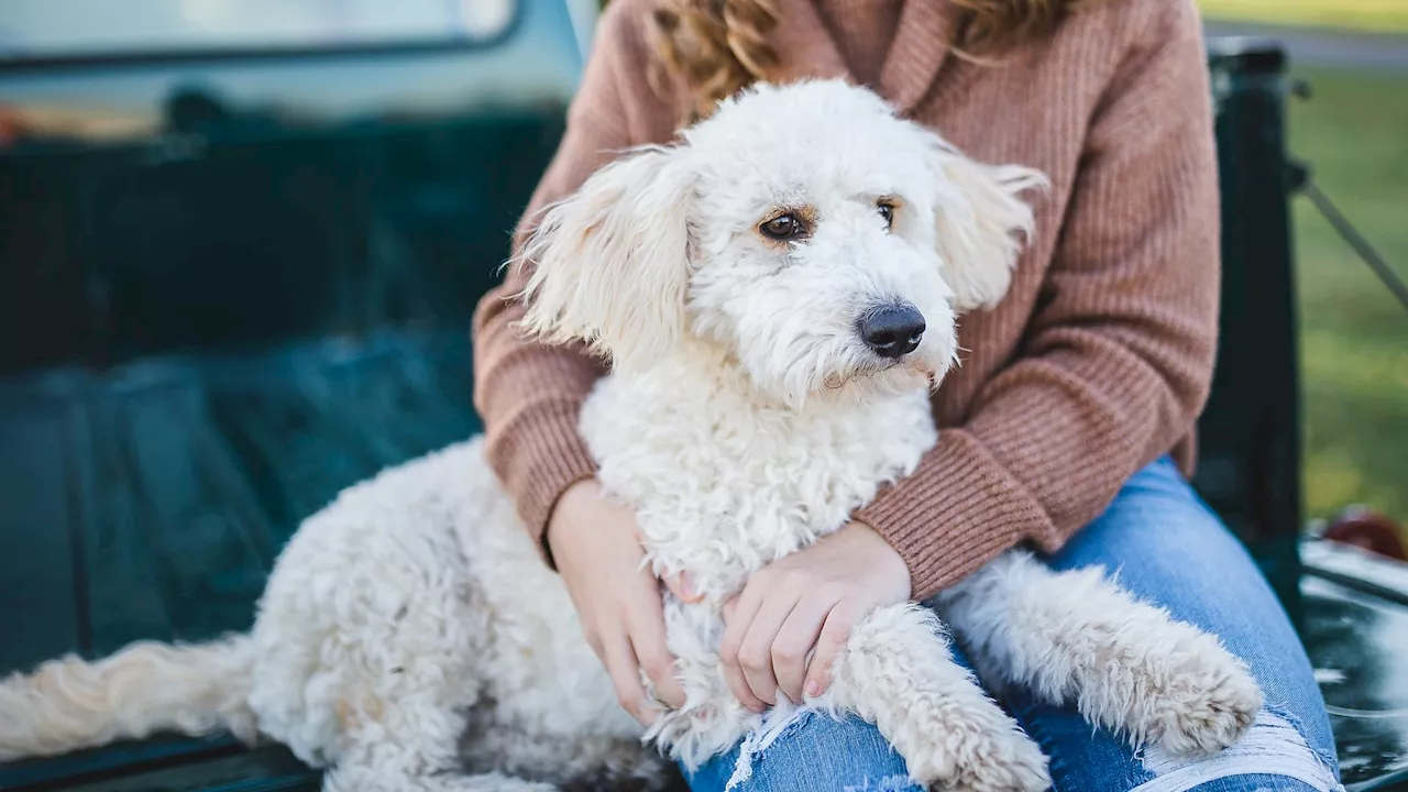 Maladie d'Aujeszky: les Chiens en Danger ?