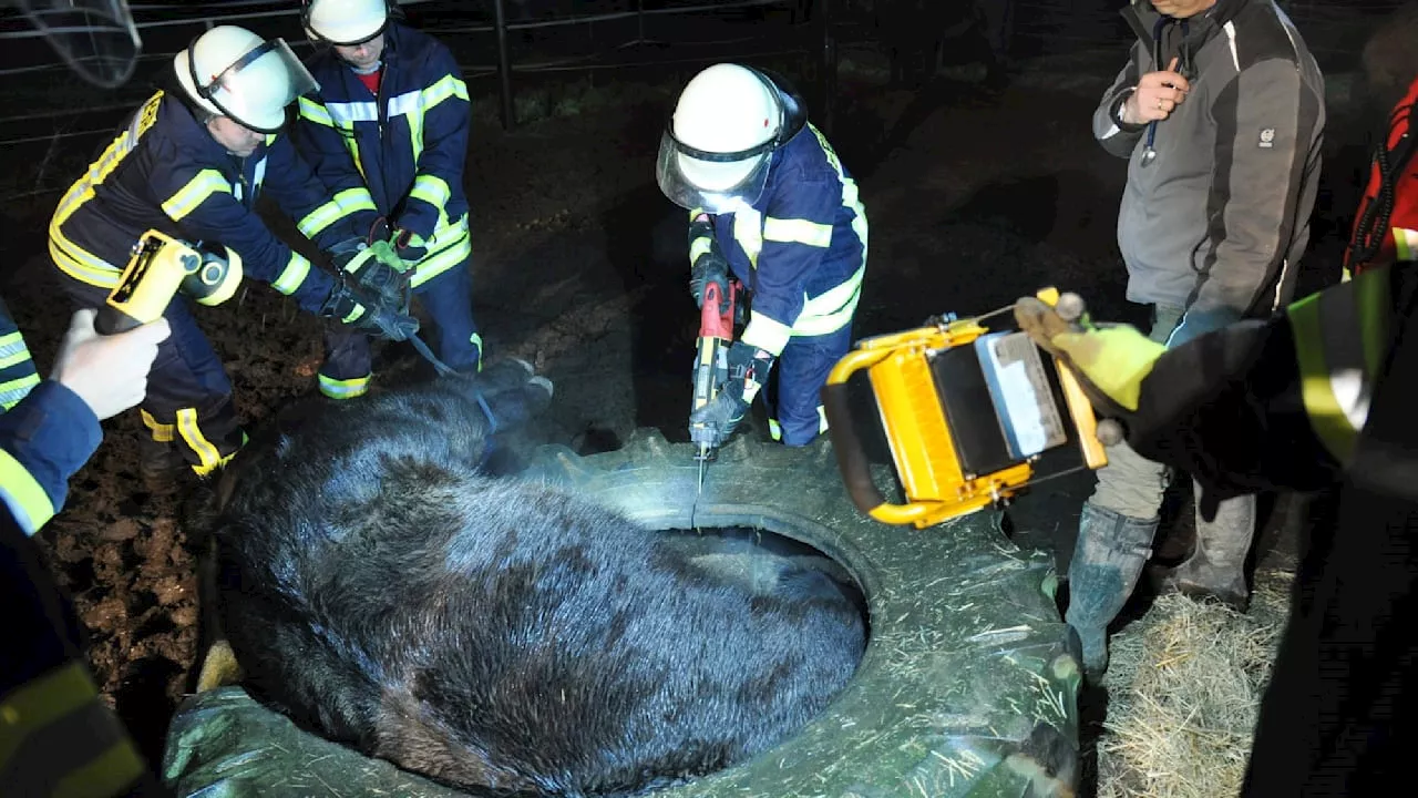 Niedersachsen: Feuerwehr rettet Pony aus Traktorreifen