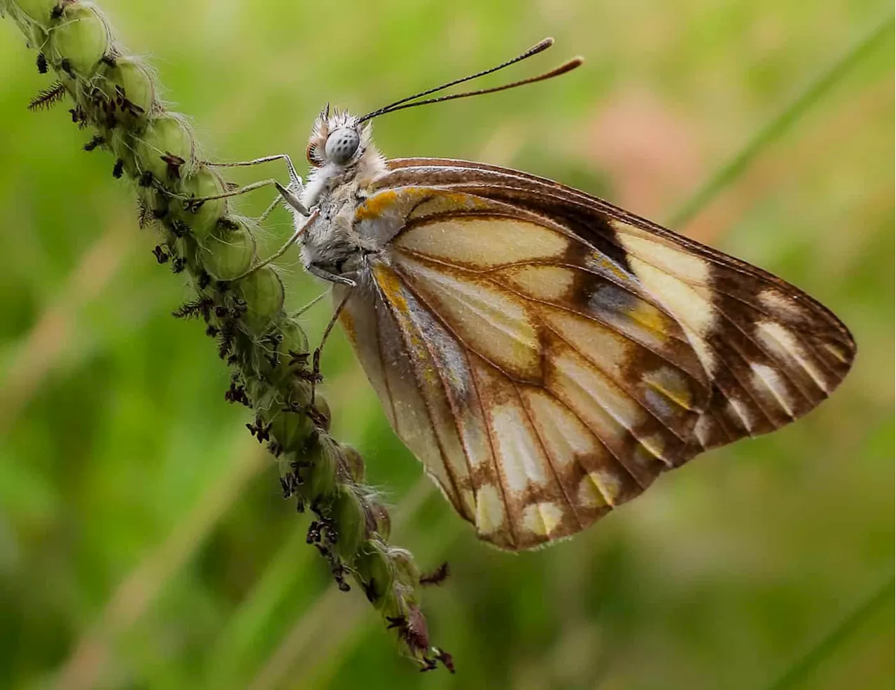 Attract bees, butterflies and birds to your garden