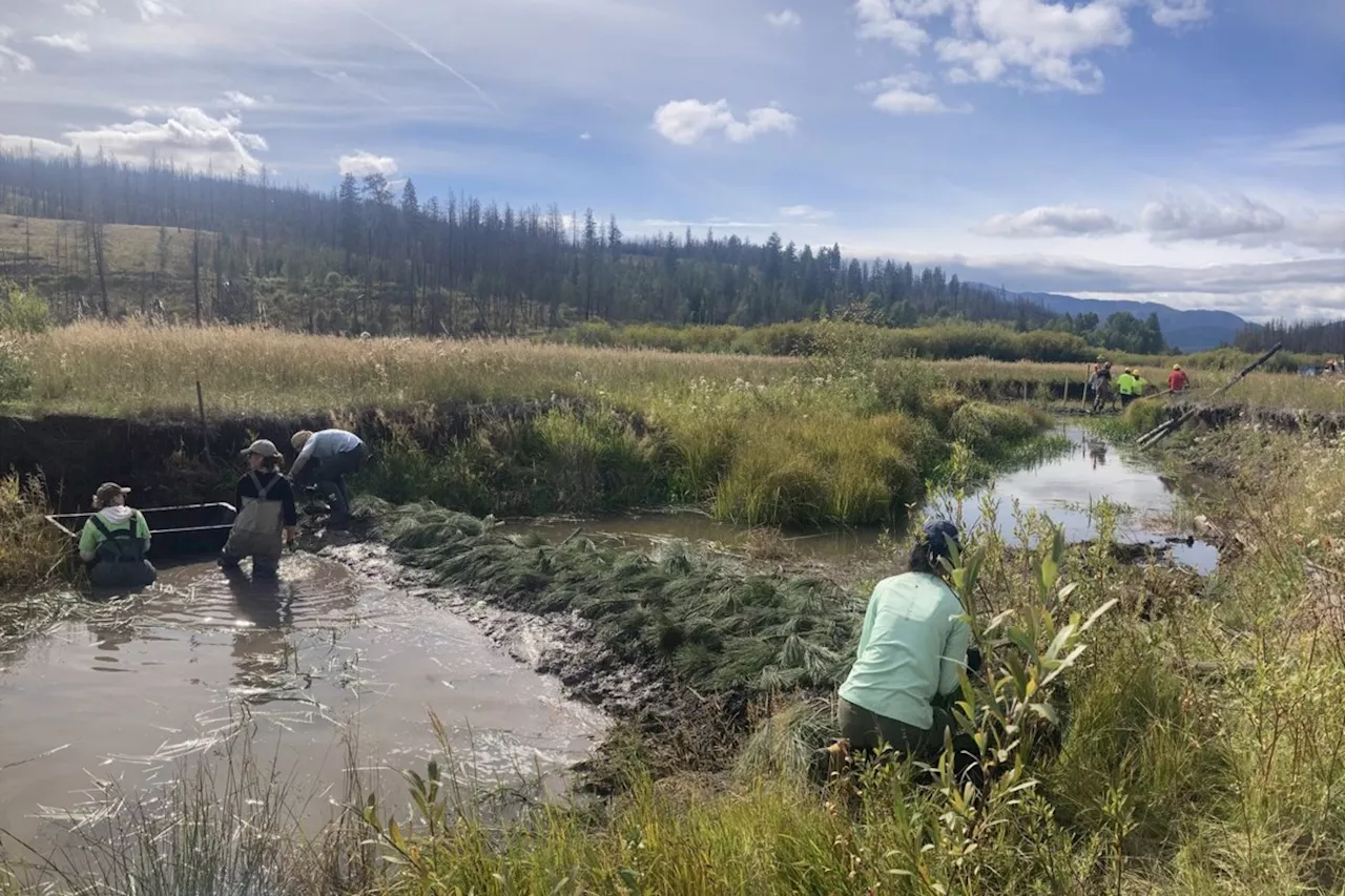 Beaver Dams Built to Attract Rodents and Restore Wetlands