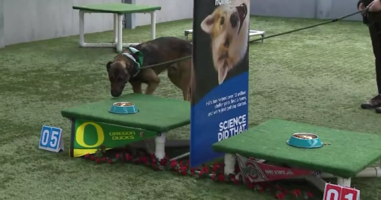 Dogs Predict Rose Bowl Winner Using Their Noses and Tastebuds