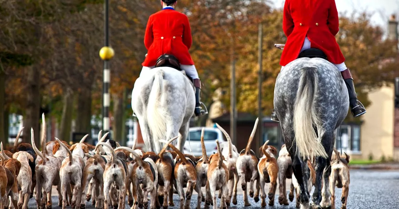 Fox Hunting Ban Loopholes Exploited on Boxing Day, Warns Animal Rights Group