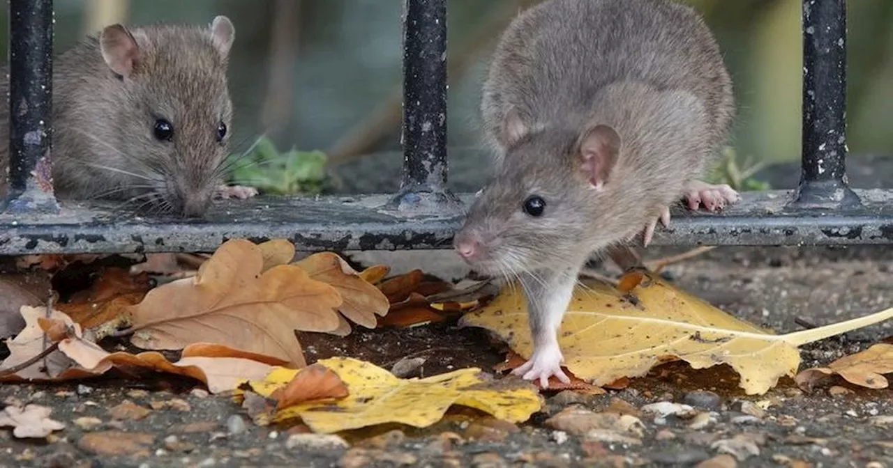 Pest Invasion Plaguing Scotland's Social Housing