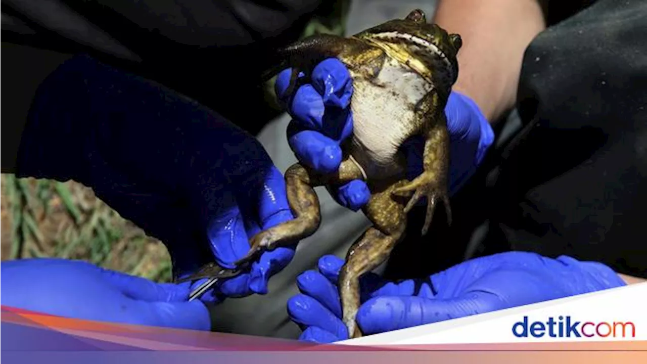 Wujud Katak Fosil yang Terancam Punah Akibat Perubahan Iklim