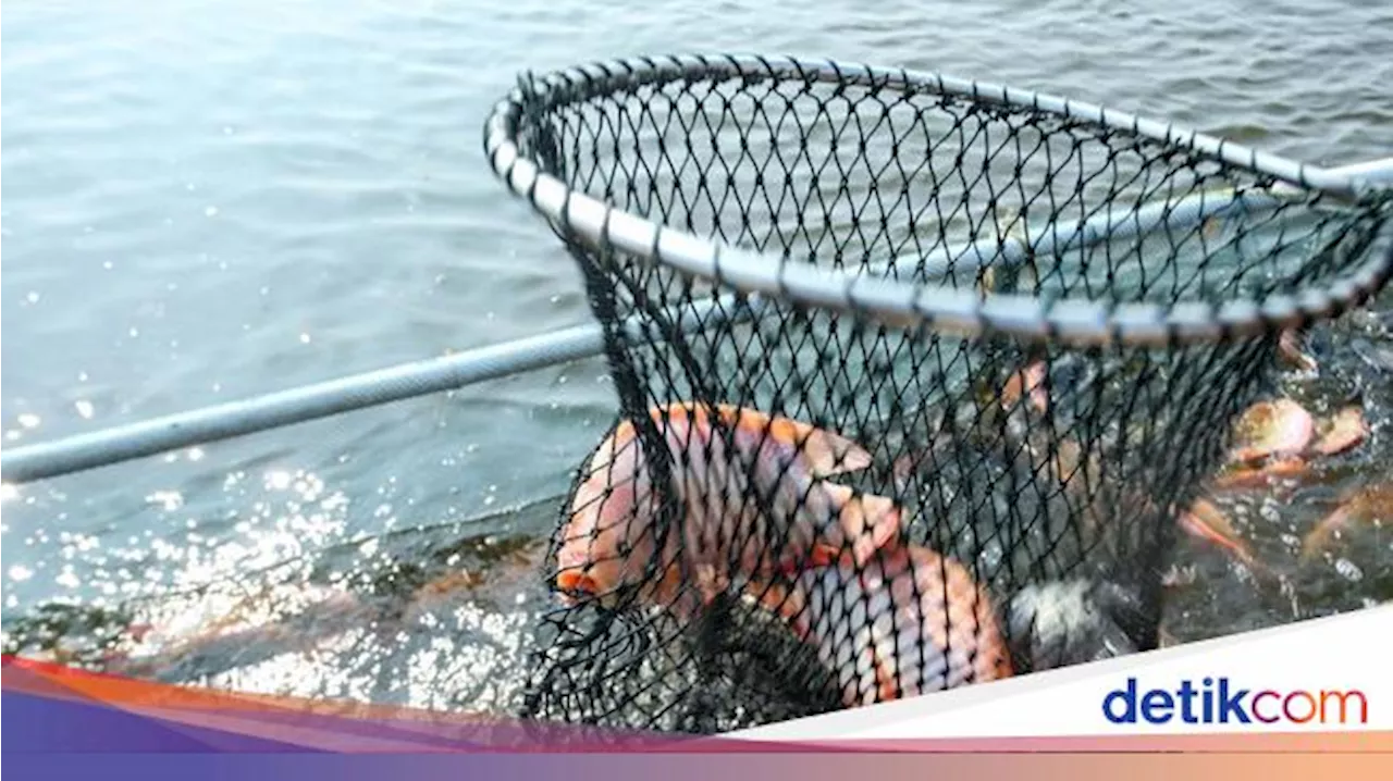 KKP Bakal Revitalisasi Tambak se-Pantura, Butuh Dana hingga Rp 78 Triliun