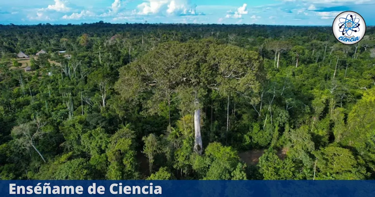 Se encienden las alertas: más de la mitad de los árboles de la Amazonia están en peligro de extinción