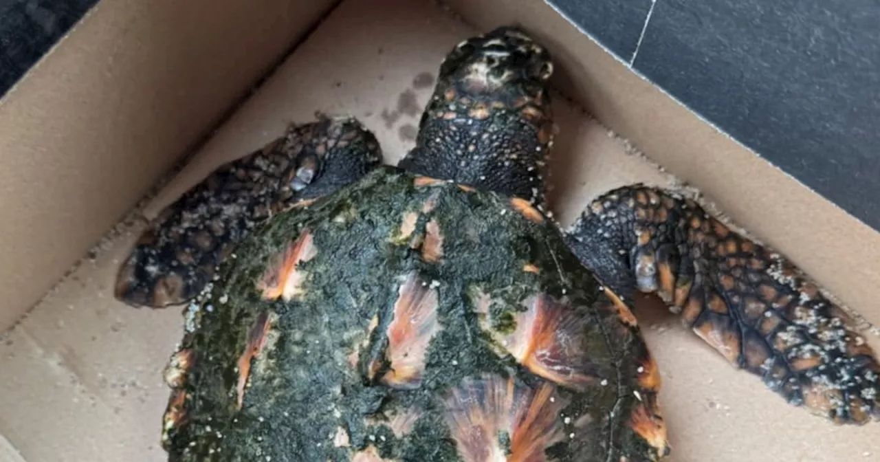 Seltene Schildkröte am Sylter Strand gefunden