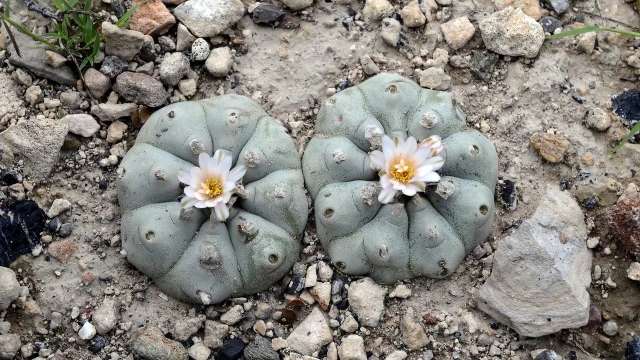 Native Americans Sound the Alarm Over Peyote's Declining Numbers