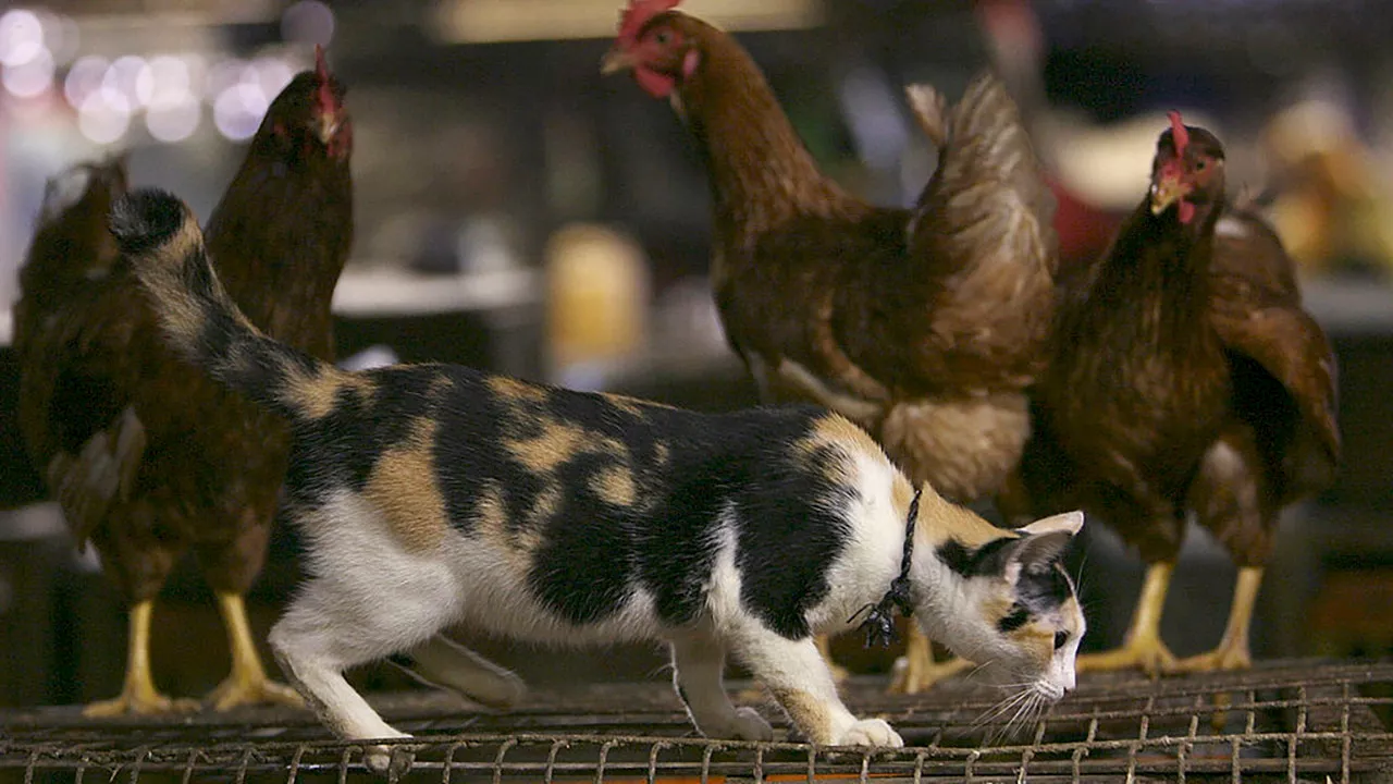 Bird Flu in Pet Food Kills Cat, Triggers Nationwide Recall