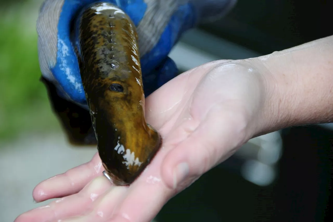 Canada and the U.S. worked together to stamp out the invasive sea lamprey in the Great Lakes. Then COVID-19 happened