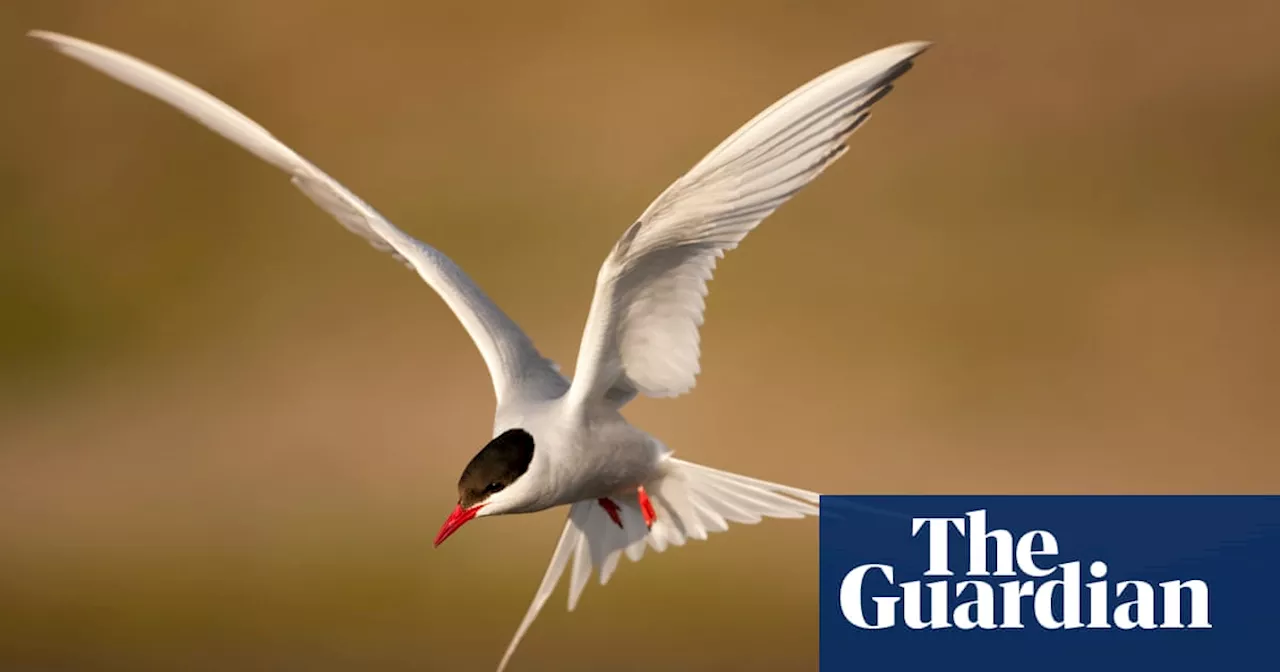 National Trust records ‘alarming’ drop in insects and seabirds at its sites