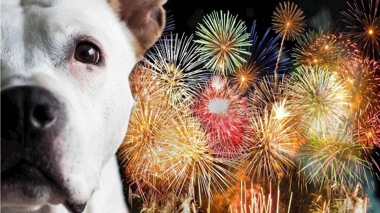  So kann 'Braunes Rauschen' bei Silvesterangst helfen