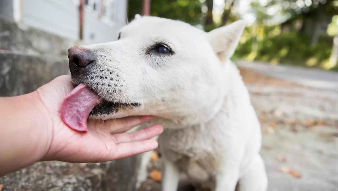 Leccare o No Leccare: La Scienza Svela il Segreto dei Saluti Canini